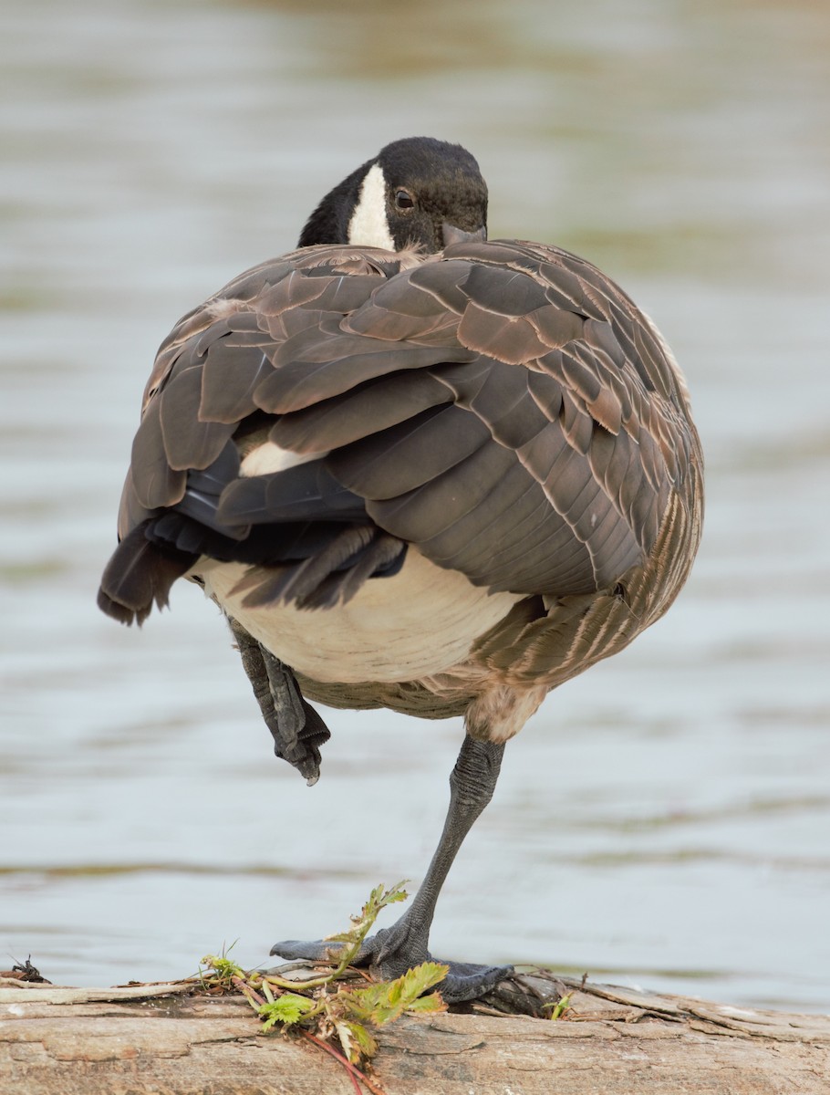 Canada Goose (occidentalis/fulva) - Lorenzo Vinciguerra