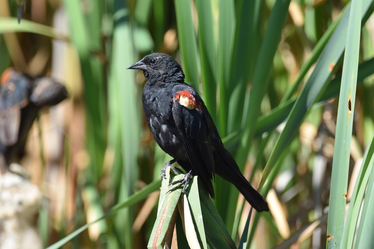 Red-winged Blackbird (Red-winged) - Lorenzo Vinciguerra