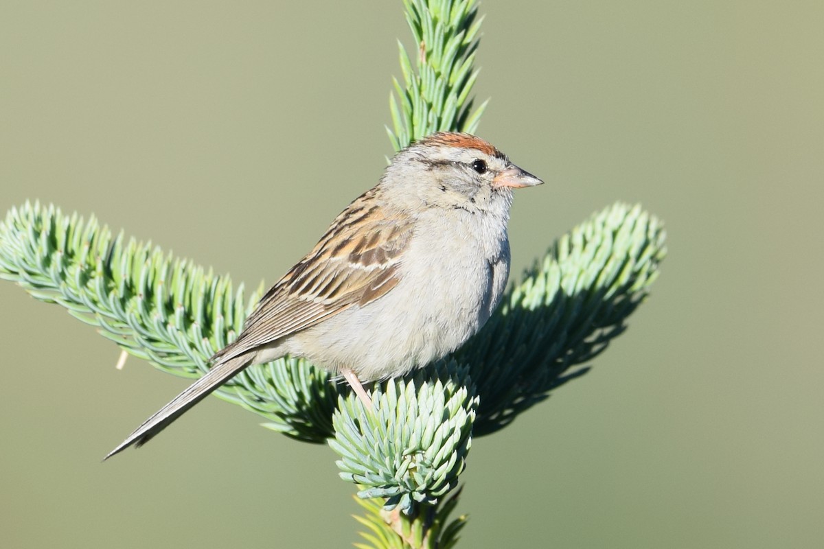 Chipping Sparrow - Lorenzo Vinciguerra