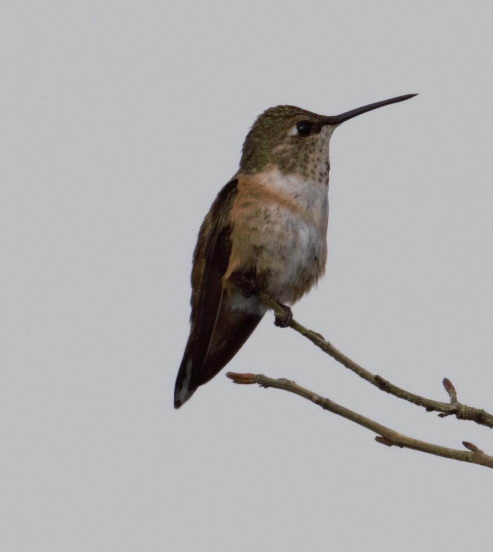Rufous Hummingbird - Lorenzo Vinciguerra