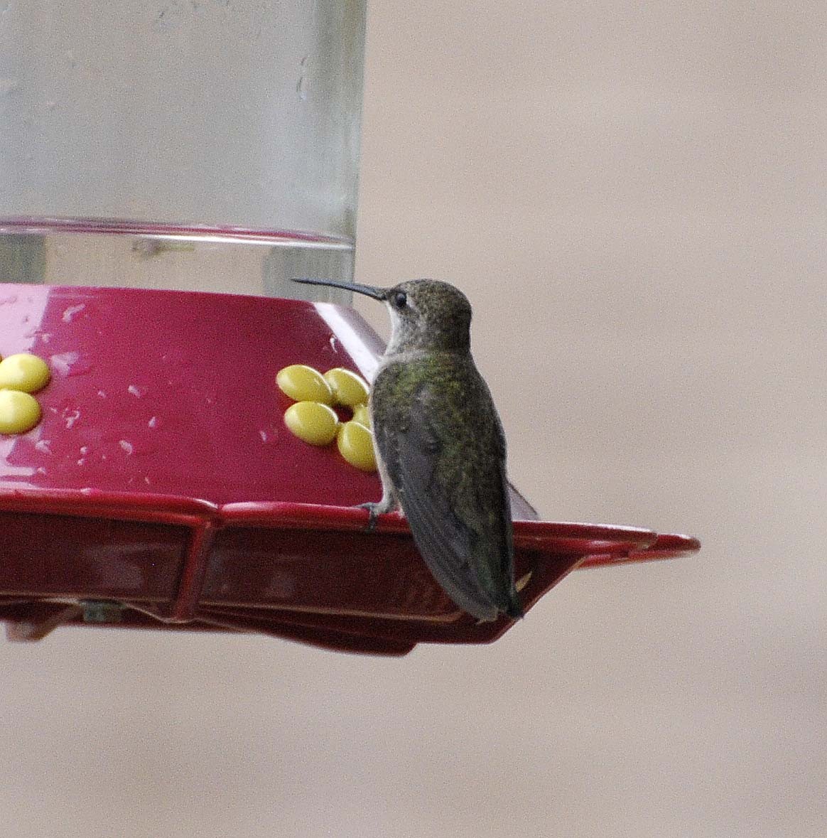 Black-chinned Hummingbird - ML20420611