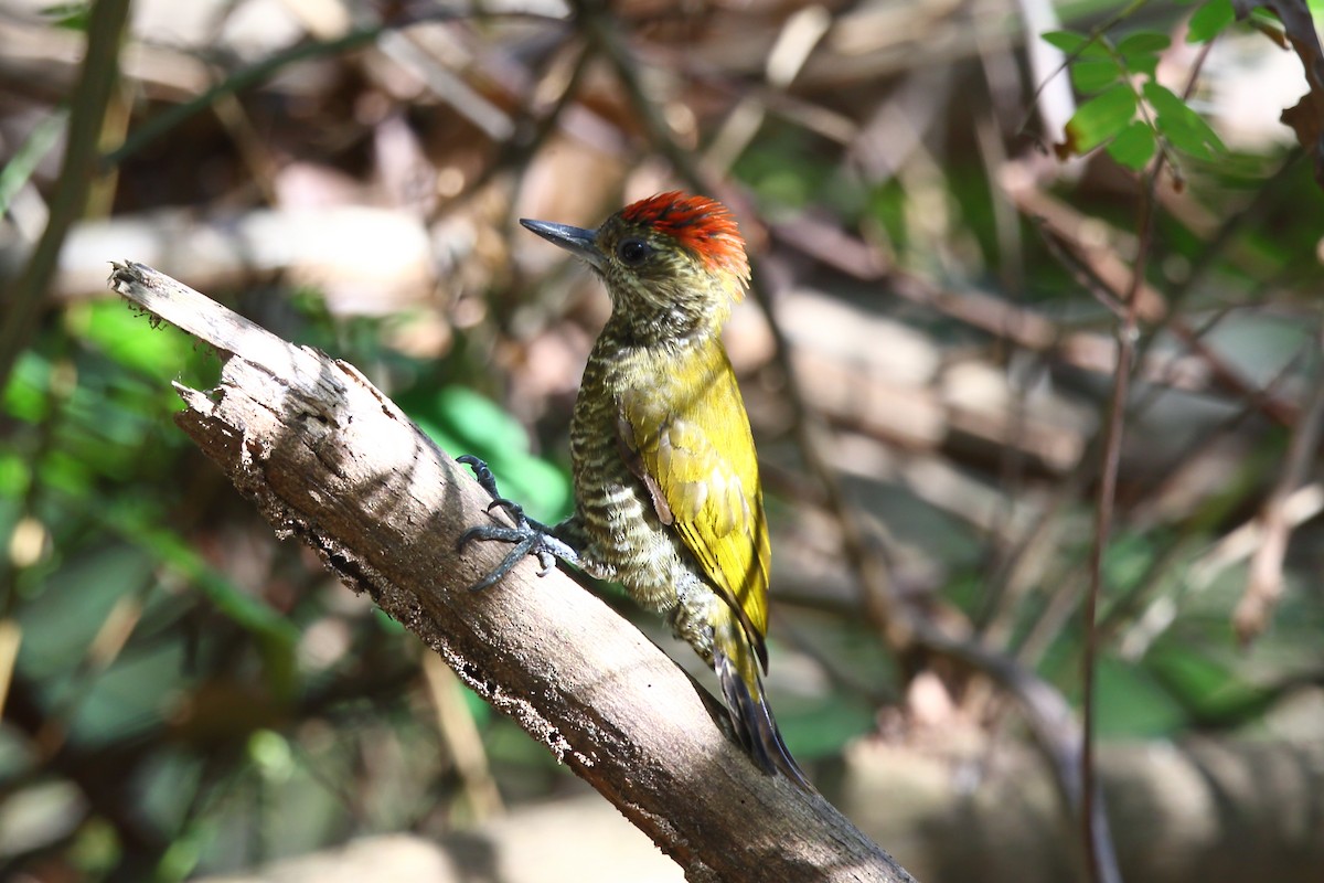 Golden-collared Woodpecker - ML204206171