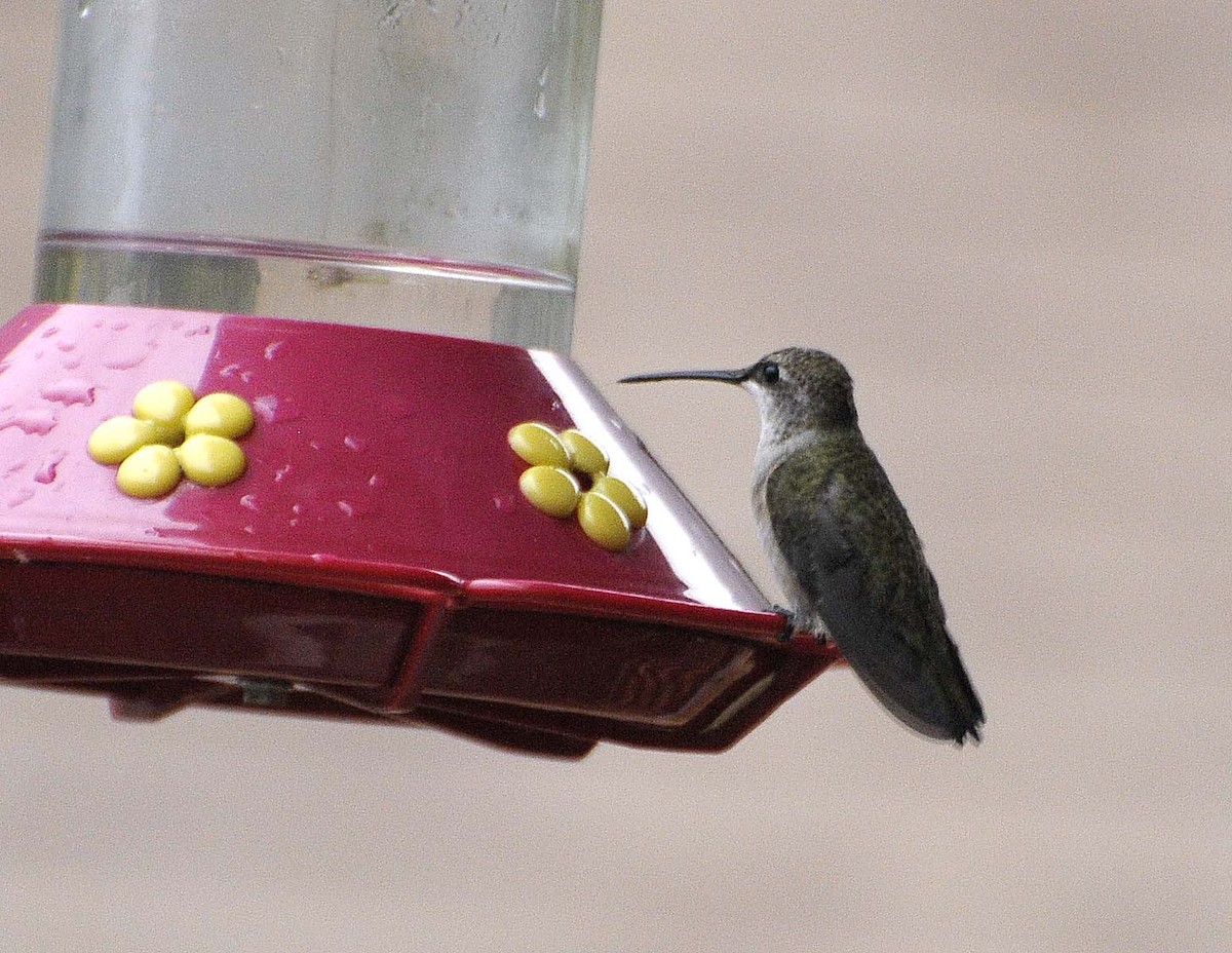 Black-chinned Hummingbird - Ken Wright