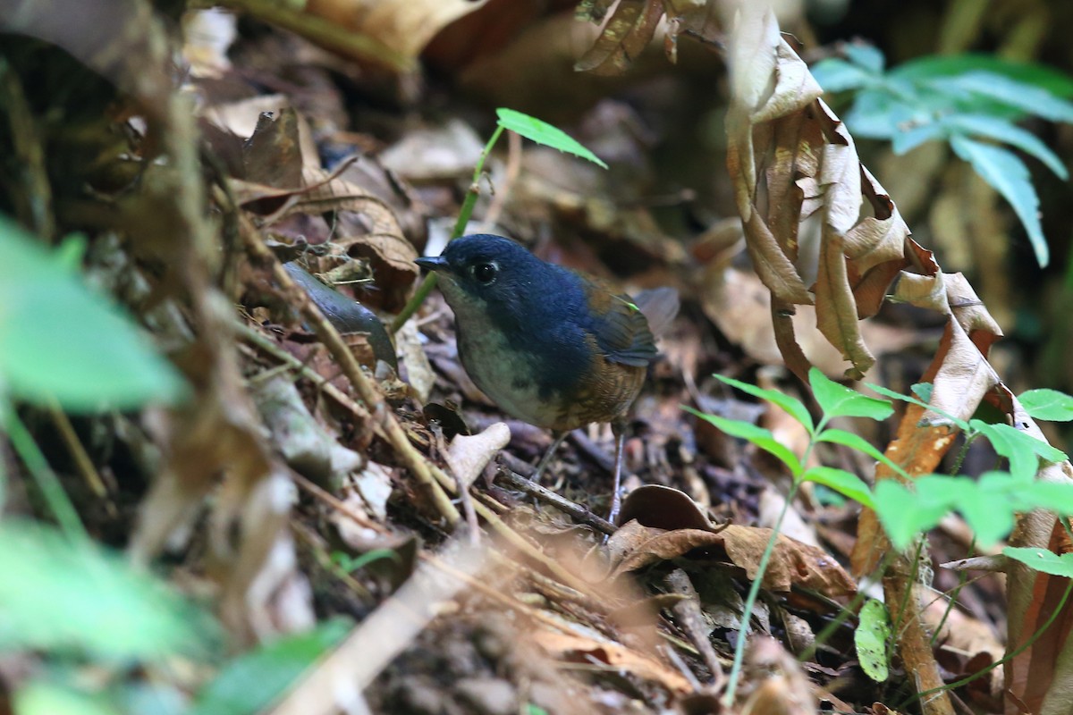 White-breasted Tapaculo - Josef Widmer