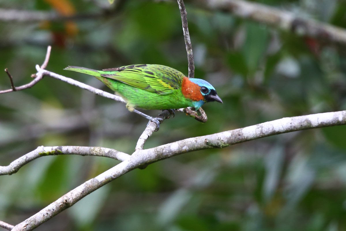Red-necked Tanager - Josef Widmer