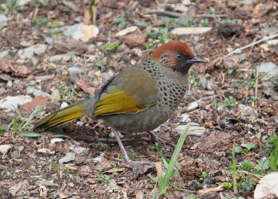 Chestnut-crowned Laughingthrush - ML204206921