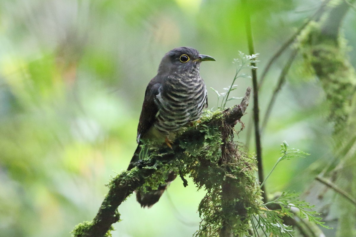 Dusky Long-tailed Cuckoo - ML204206981