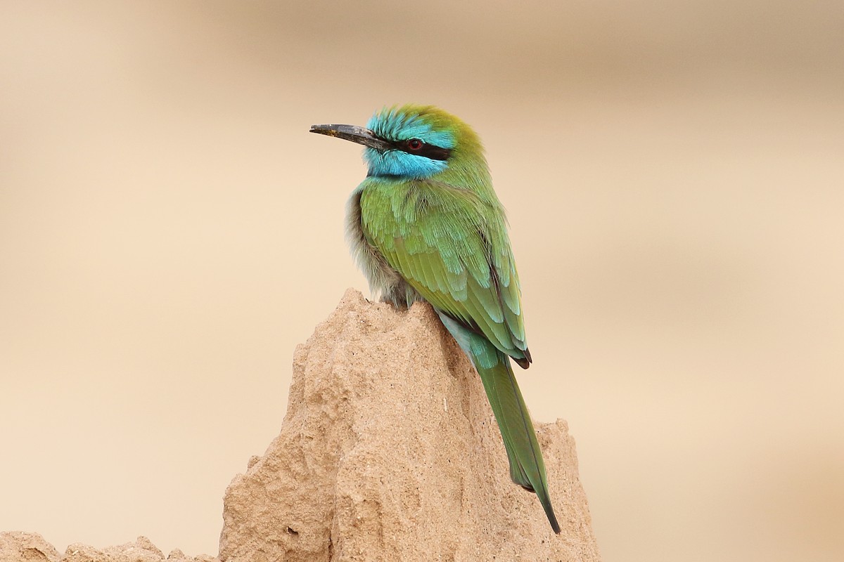 Arabian Green Bee-eater - Megan Perkins