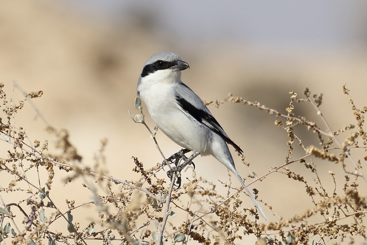 Great Gray Shrike (Sahara) - Megan Perkins