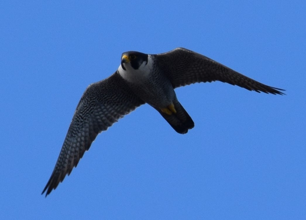 Peregrine Falcon (Tundra) - Lorenzo Vinciguerra