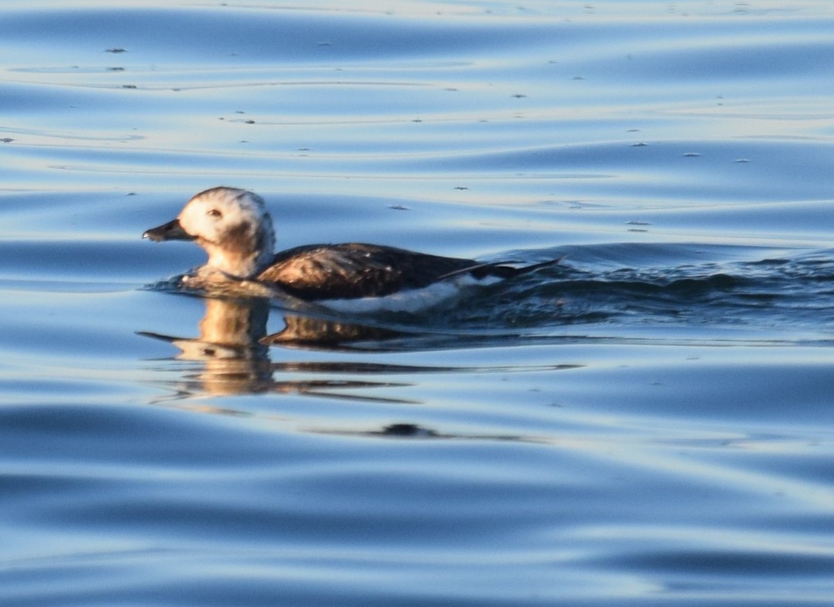 Long-tailed Duck - Lorenzo Vinciguerra