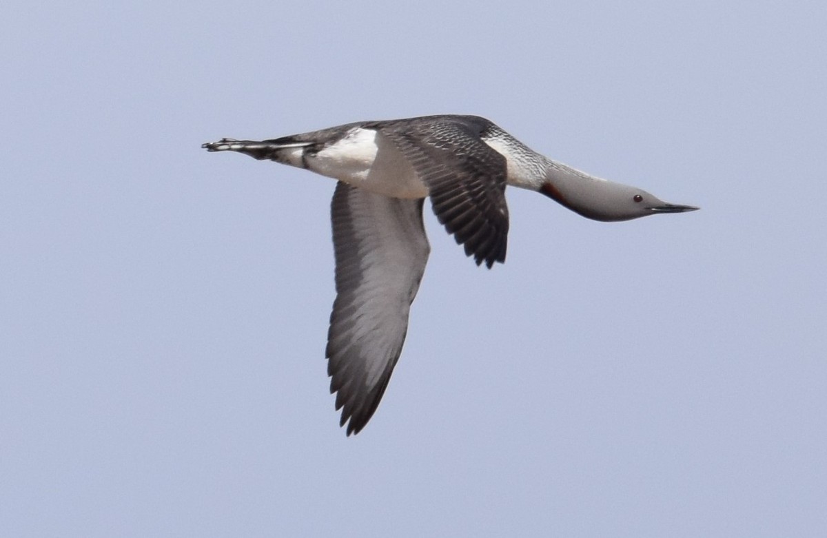 ML204207611 - Red-throated Loon - Macaulay Library