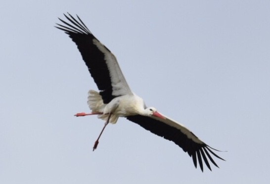 White Stork - Lorenzo Vinciguerra