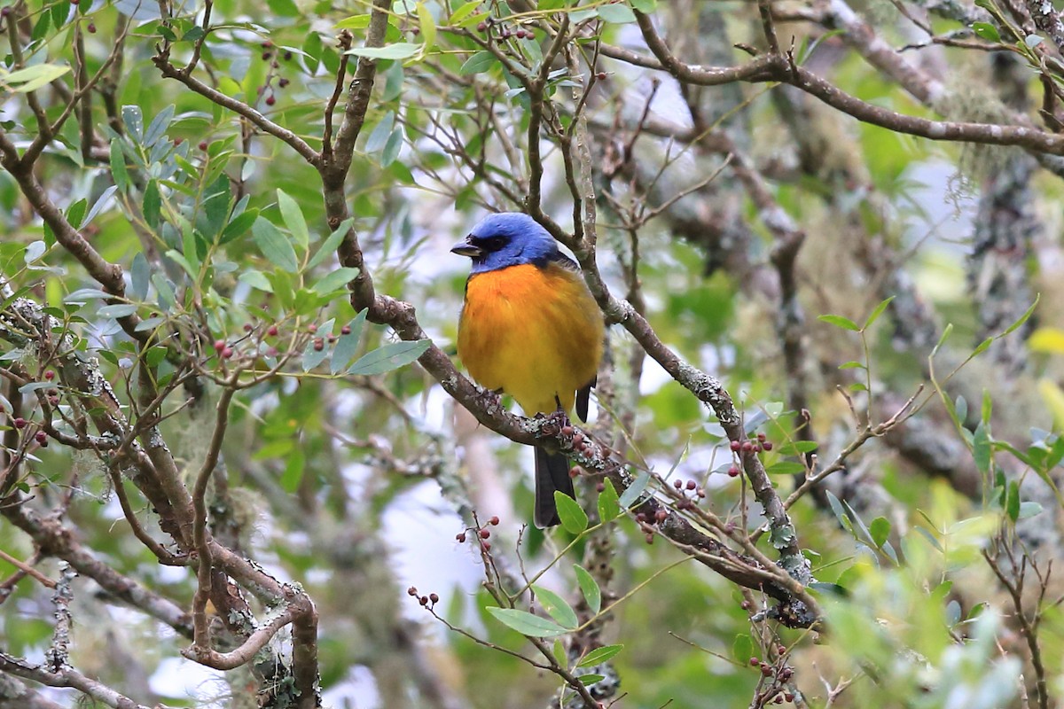 Blue-and-yellow Tanager (Blue-and-yellow) - Josef Widmer