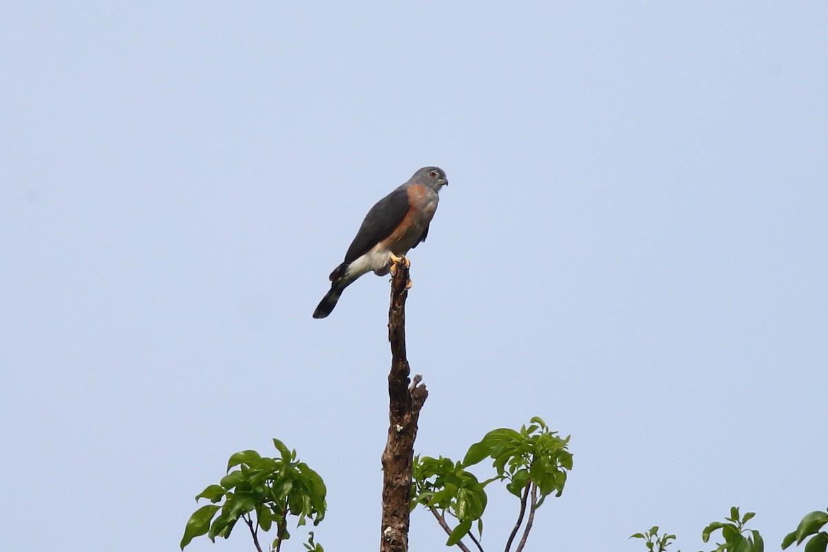 Double-toothed Kite - Josef Widmer