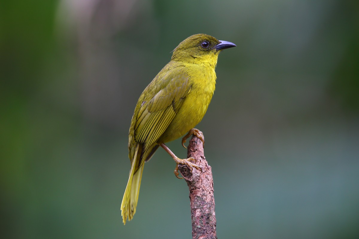 Olive-green Tanager - ML204209341