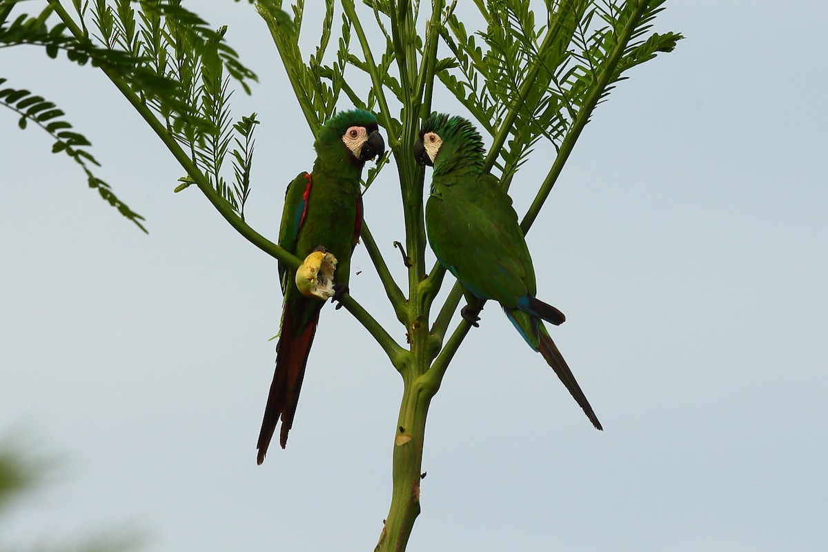 Chestnut-fronted Macaw - ML204209391