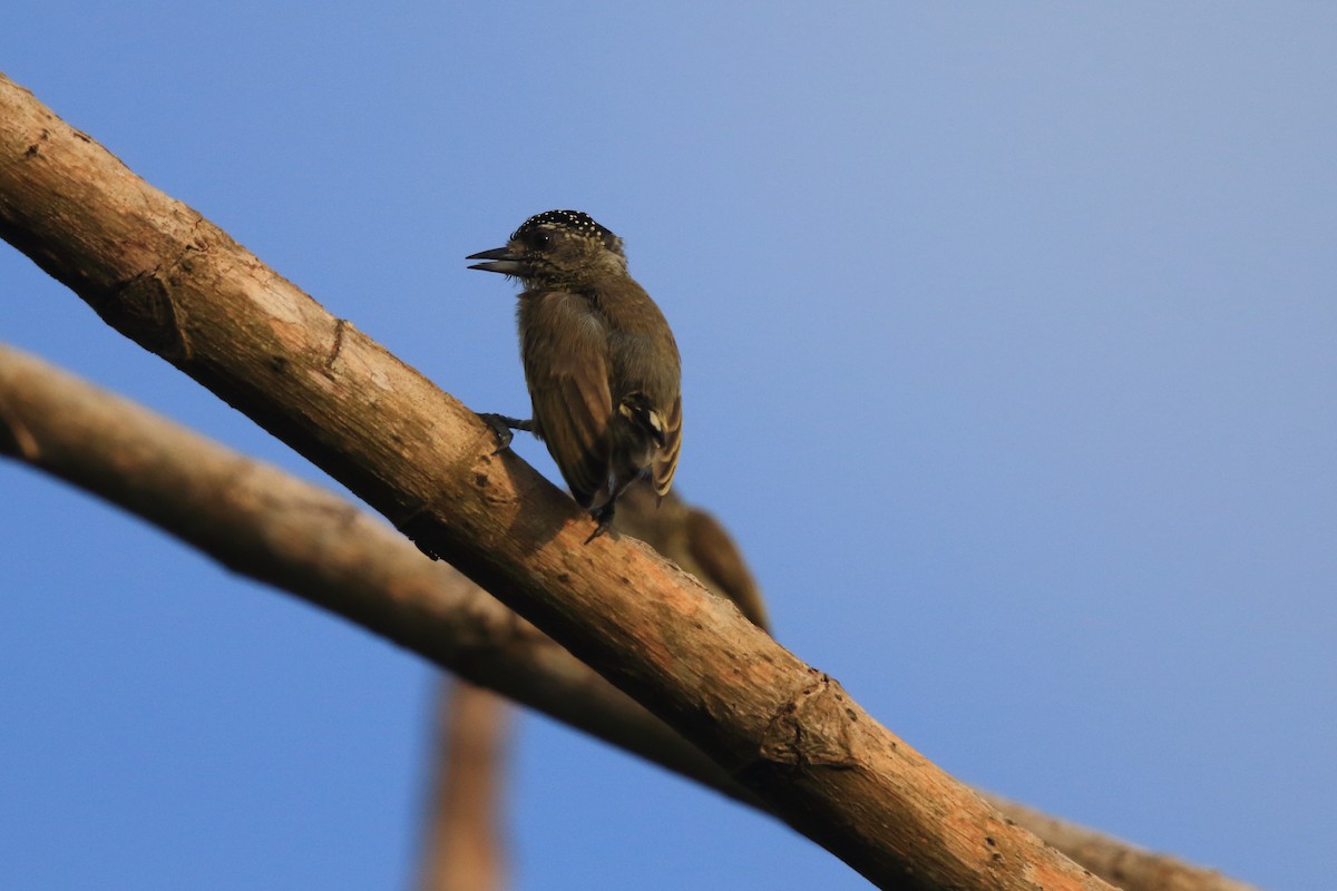Fine-barred Piculet - ML204209421