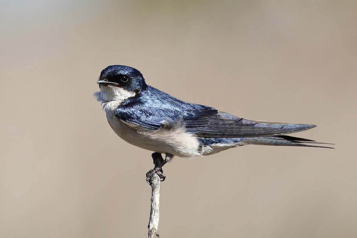 Pearl-breasted Swallow - ML204209661