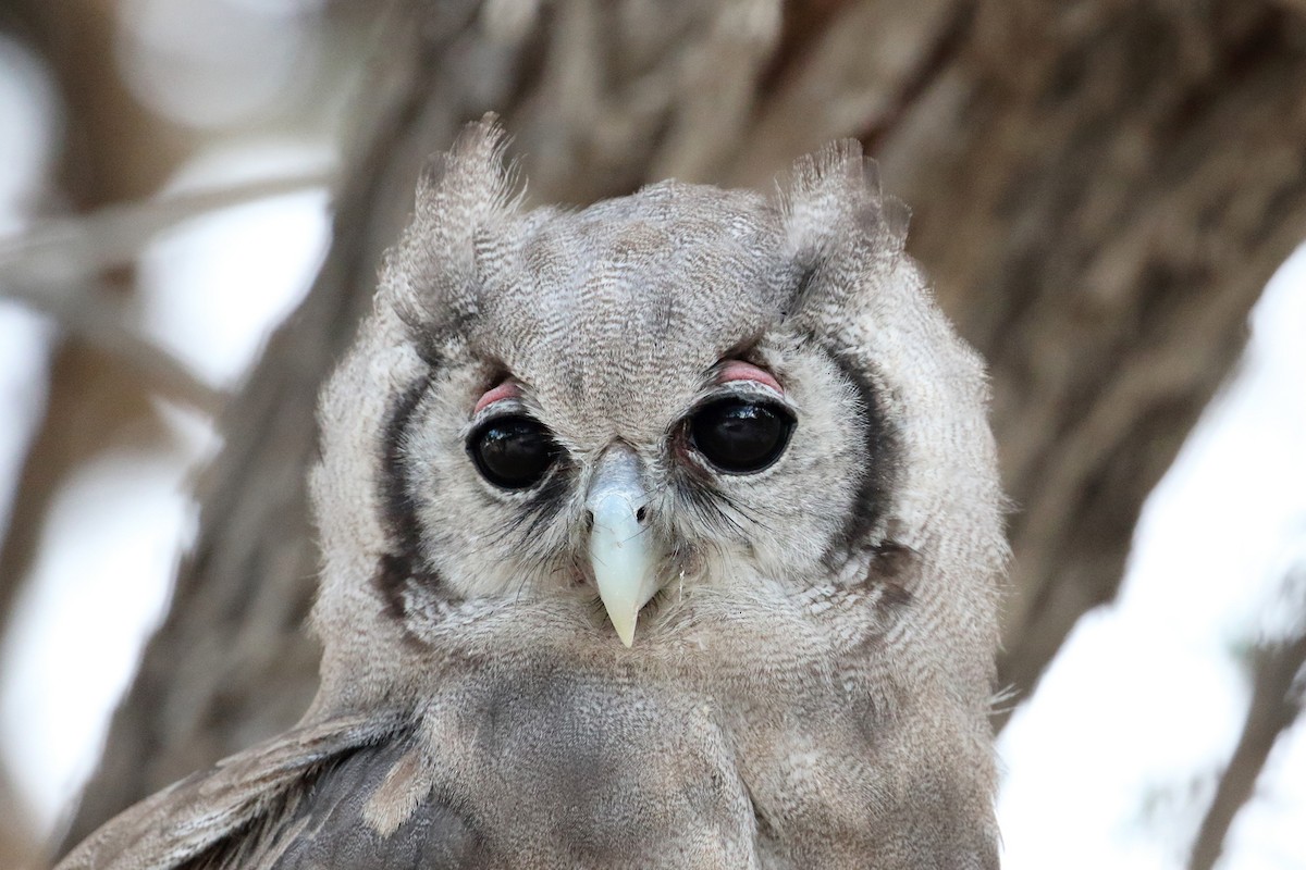 Verreaux's Eagle-Owl - Megan Perkins