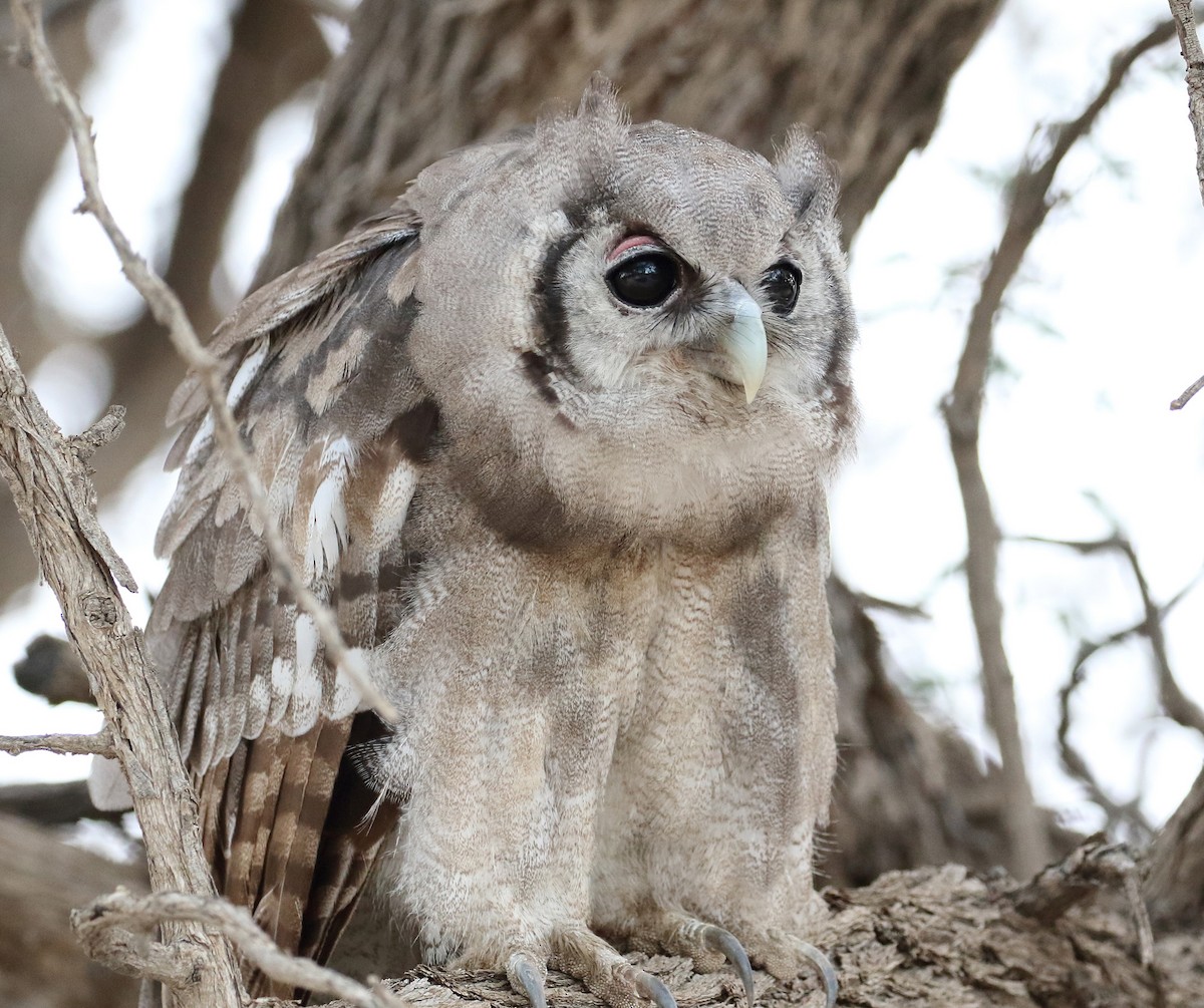 Verreaux's Eagle-Owl - Megan Perkins