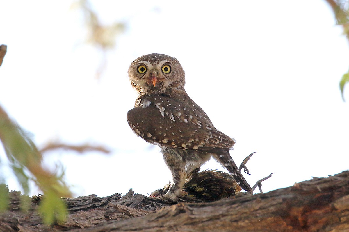 Pearl-spotted Owlet - ML204209881
