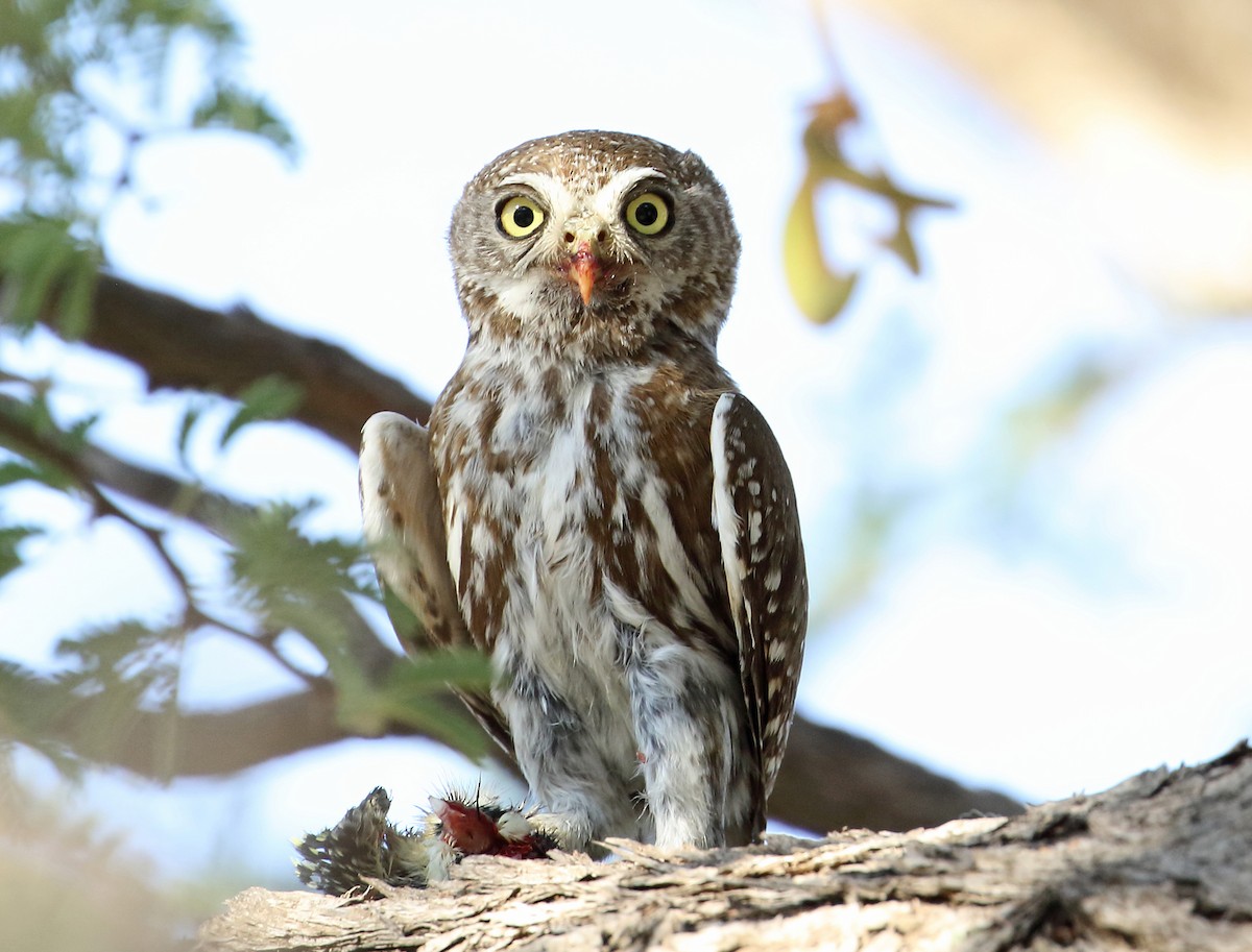 Pearl-spotted Owlet - ML204209891