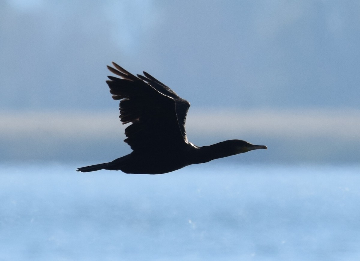 Great Cormorant (Eurasian) - Lorenzo Vinciguerra