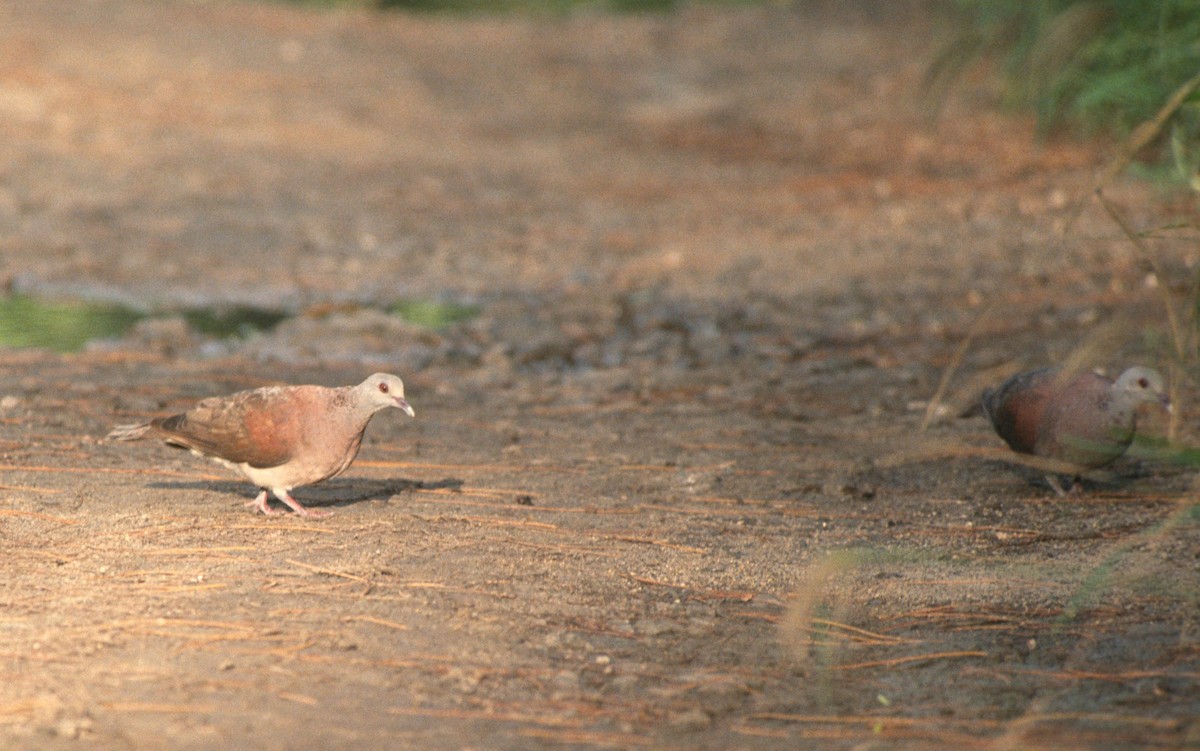 Malagasy Turtle-Dove - ML204210291