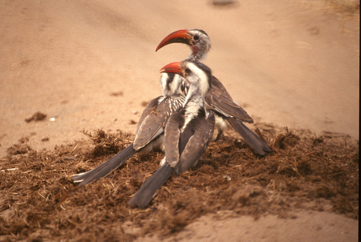 Northern Red-billed Hornbill - Lorenzo Vinciguerra