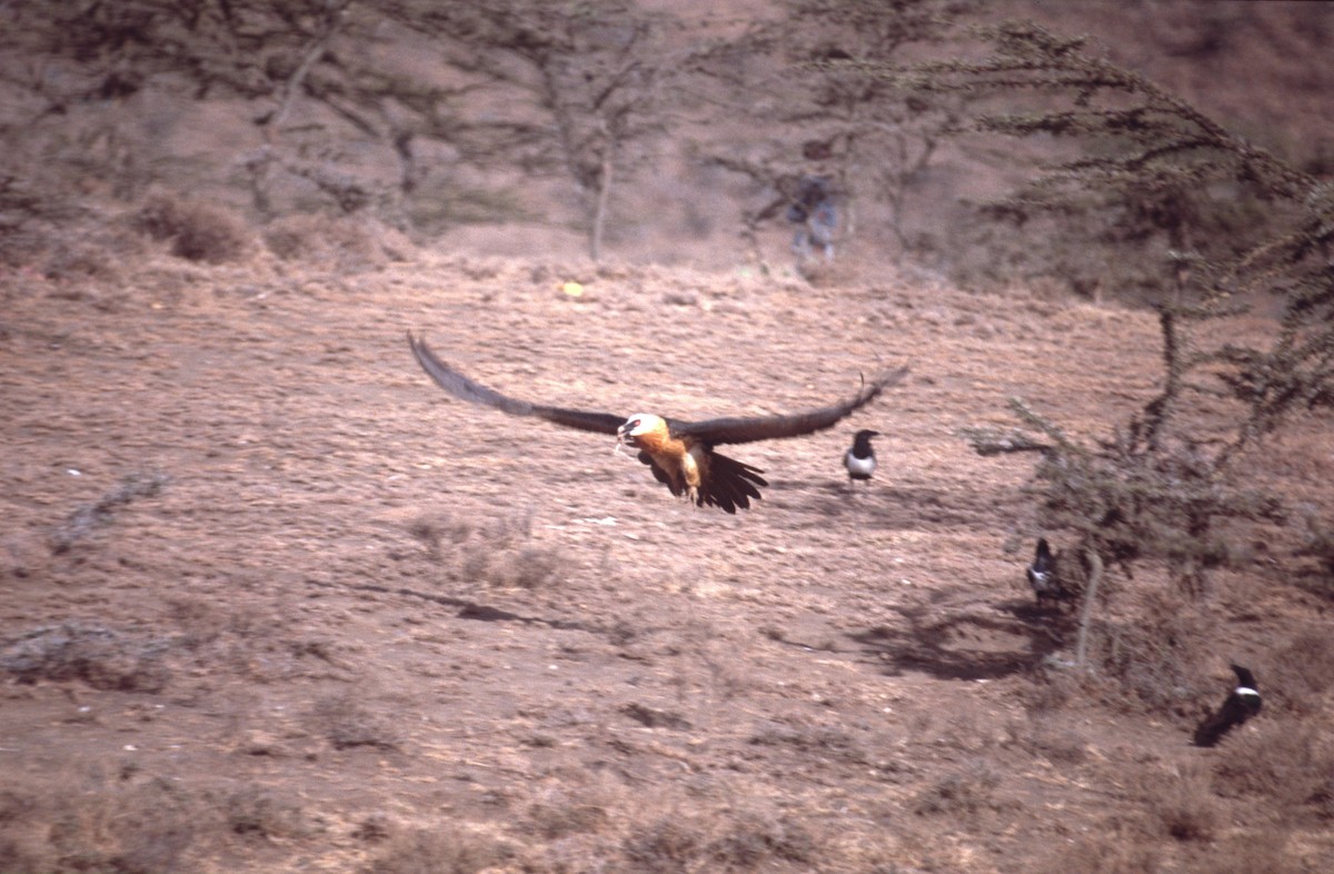 Bearded Vulture (African) - Lorenzo Vinciguerra