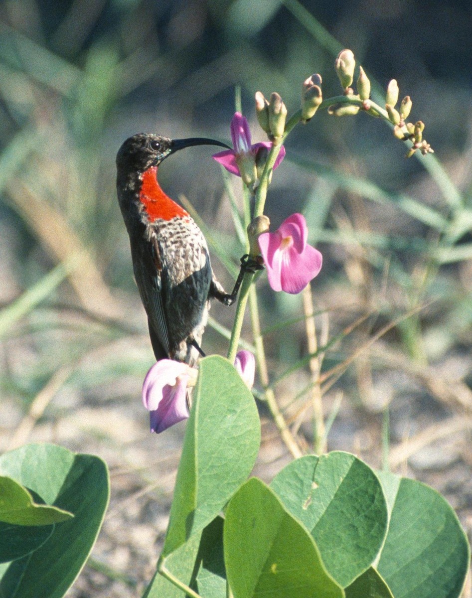 Scarlet-chested Sunbird - Lorenzo Vinciguerra