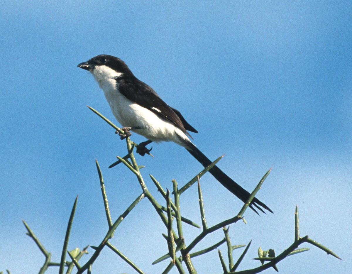 Long-tailed Fiscal - ML204210451