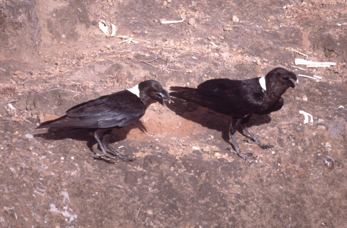 White-necked Raven - Lorenzo Vinciguerra
