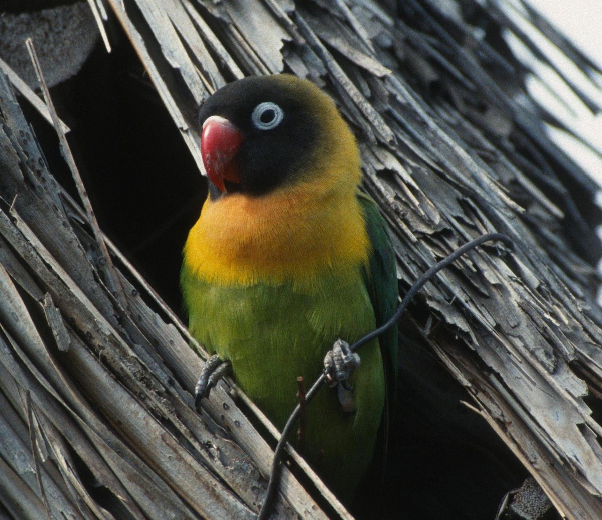 Yellow-collared Lovebird - Lorenzo Vinciguerra