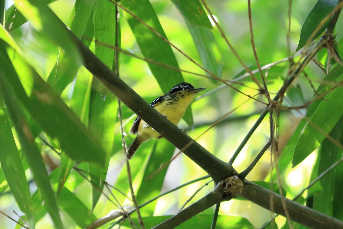 Yellow-breasted Warbling-Antbird - ML204211361