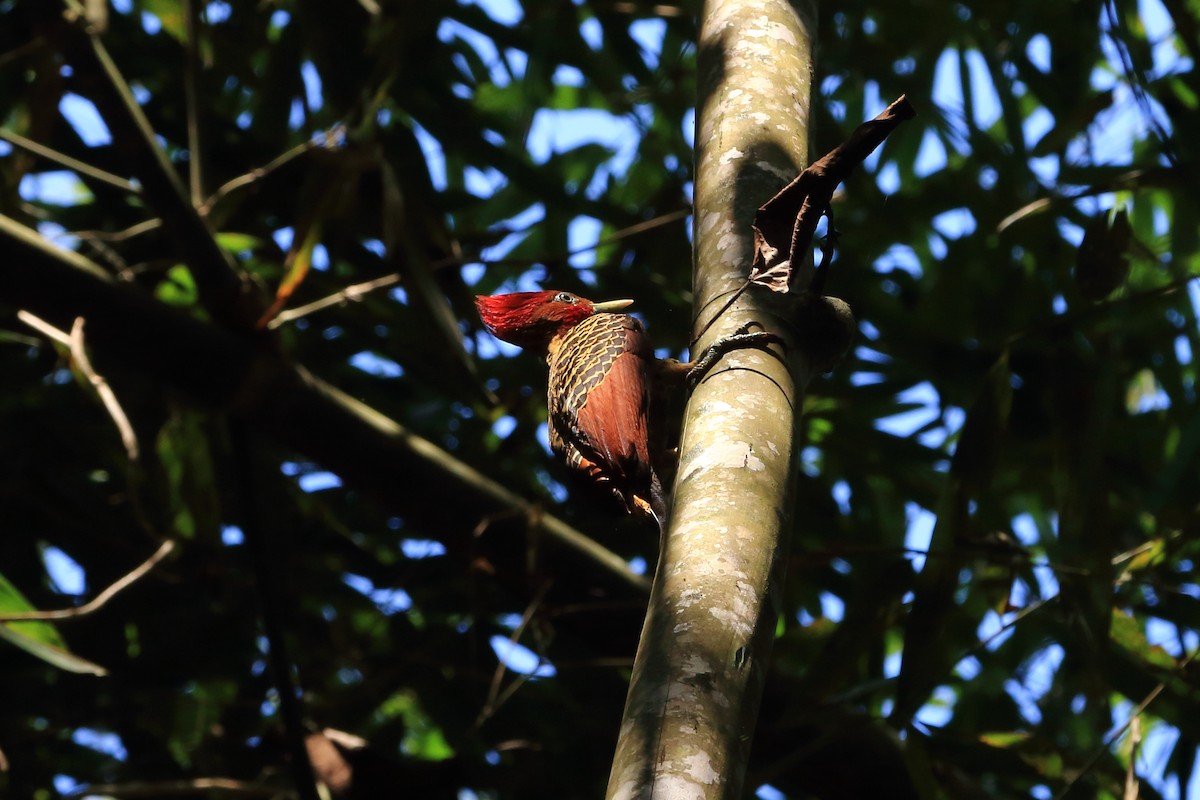 Rufous-headed Woodpecker - ML204211421