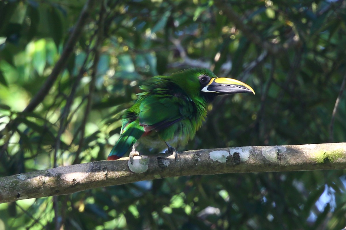 Southern Emerald-Toucanet (Black-throated) - Josef Widmer
