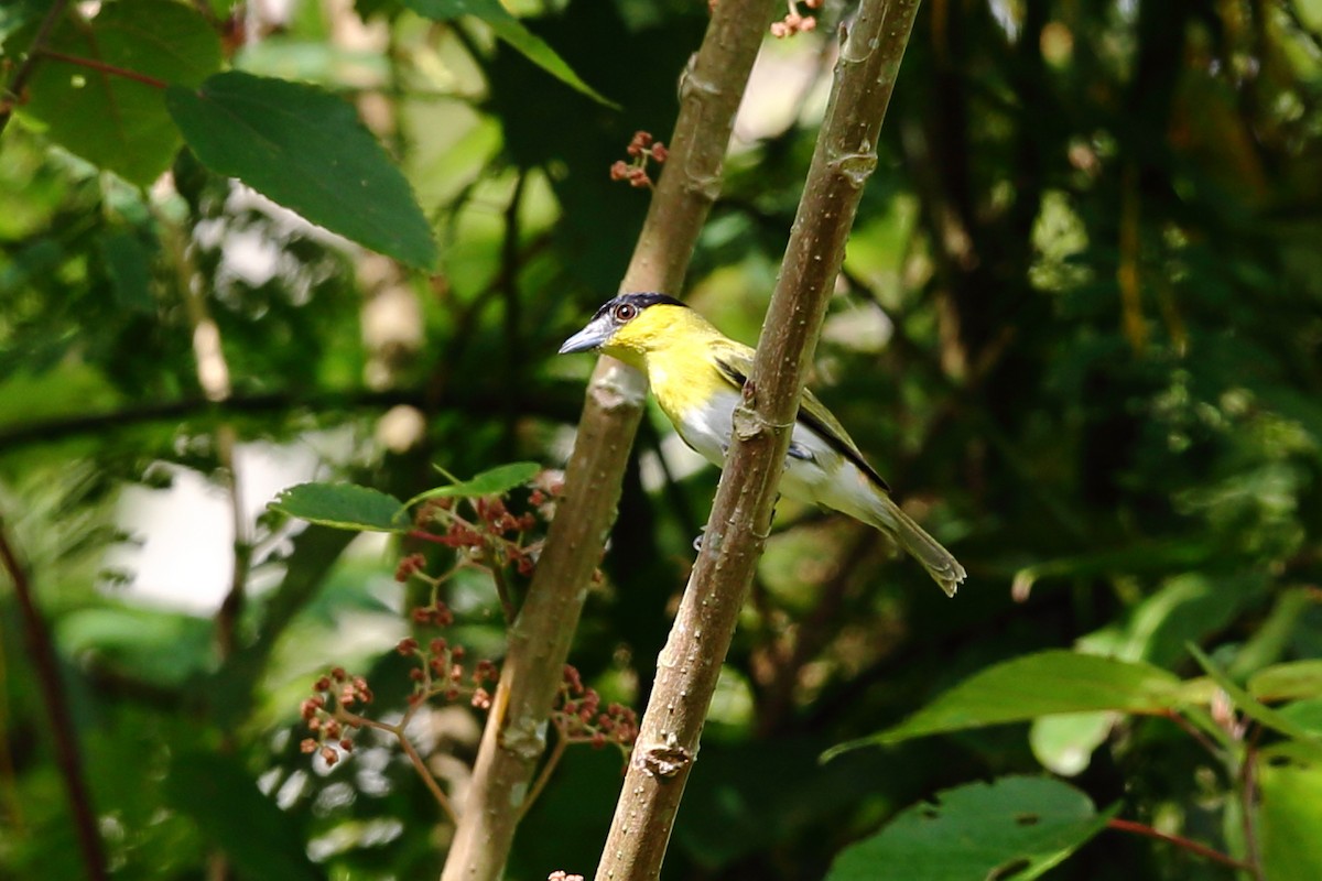 Green-backed Becard (Yellow-cheeked) - ML204211501