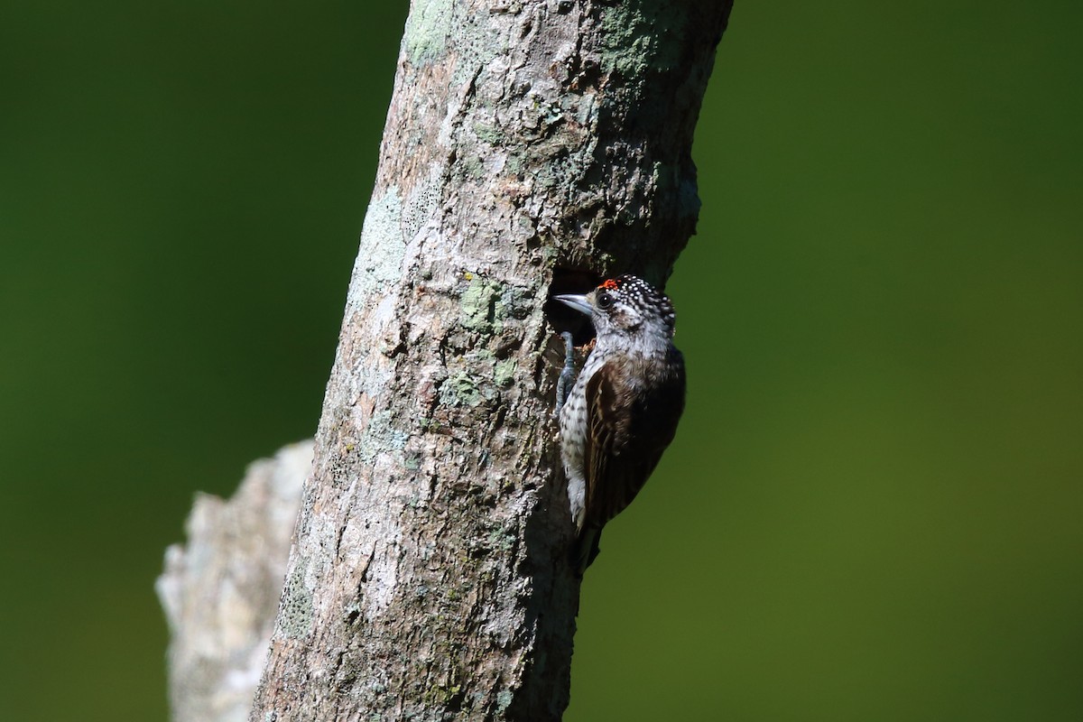 White-wedged Piculet - ML204211621