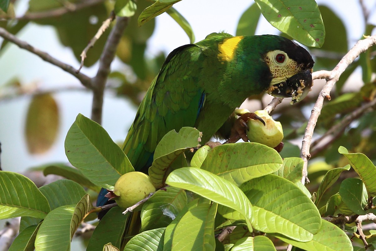 Yellow-collared Macaw - ML204211651