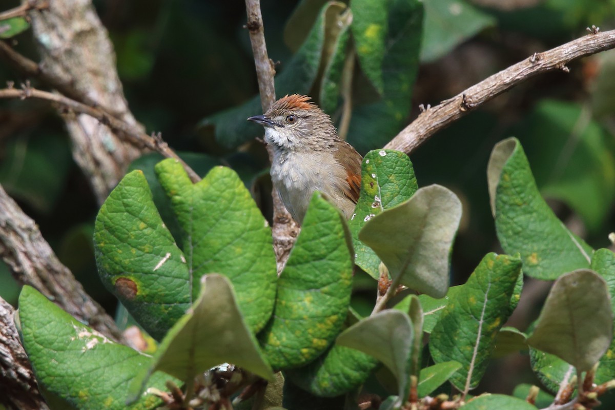 Pale-breasted Spinetail - ML204211681