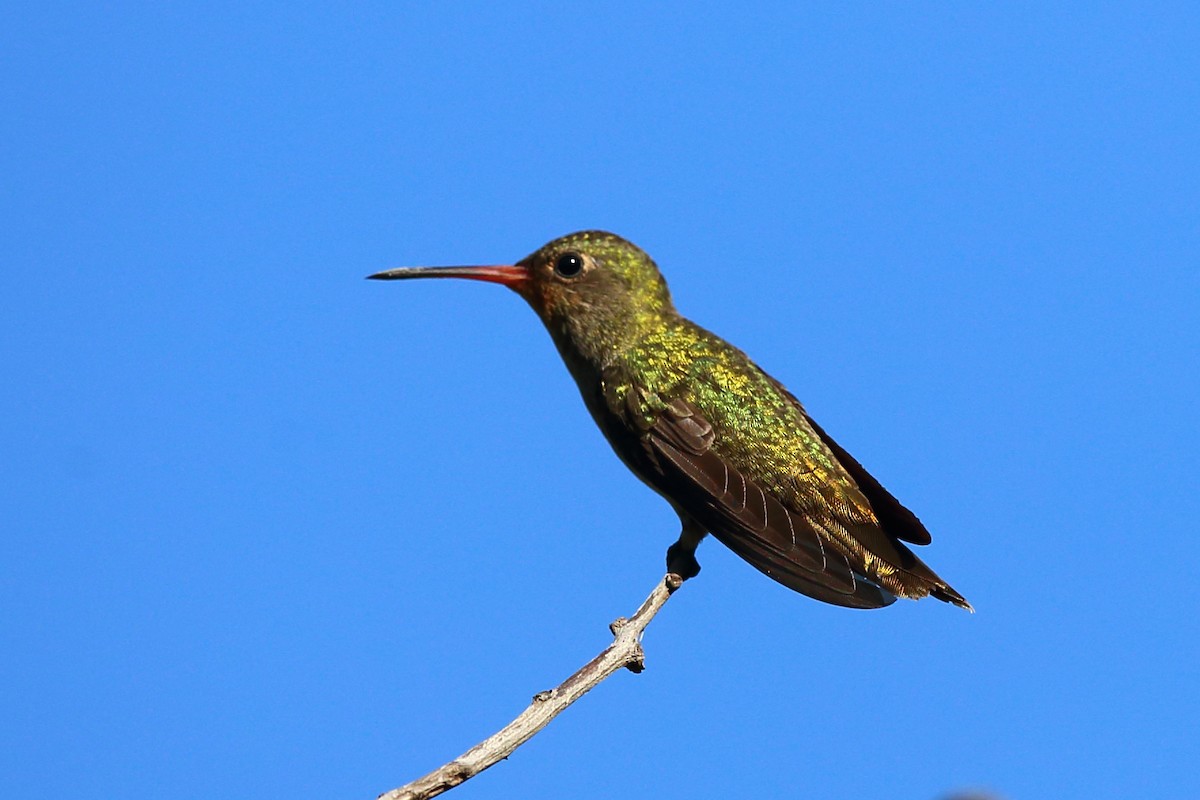 Gilded Hummingbird - Josef Widmer