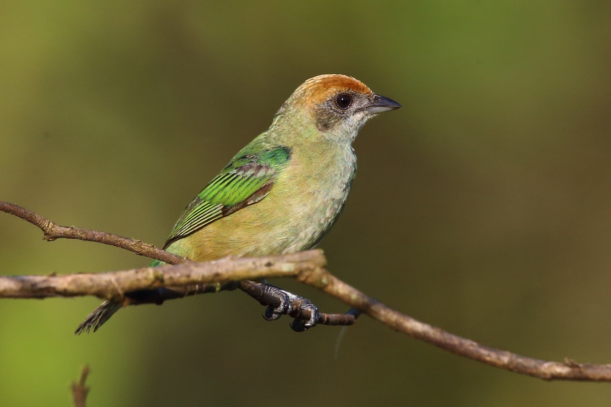 Burnished-buff Tanager (Rufous-crowned) - Josef Widmer