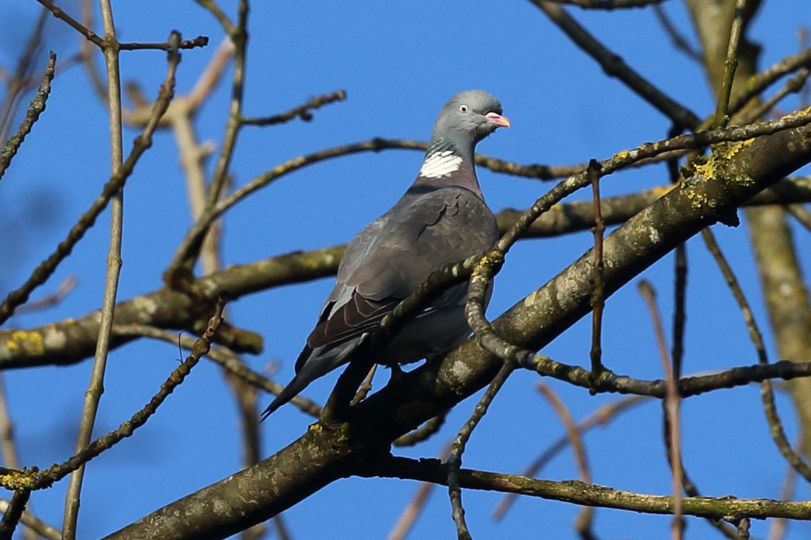 Common Wood-Pigeon (White-necked) - Josef Widmer