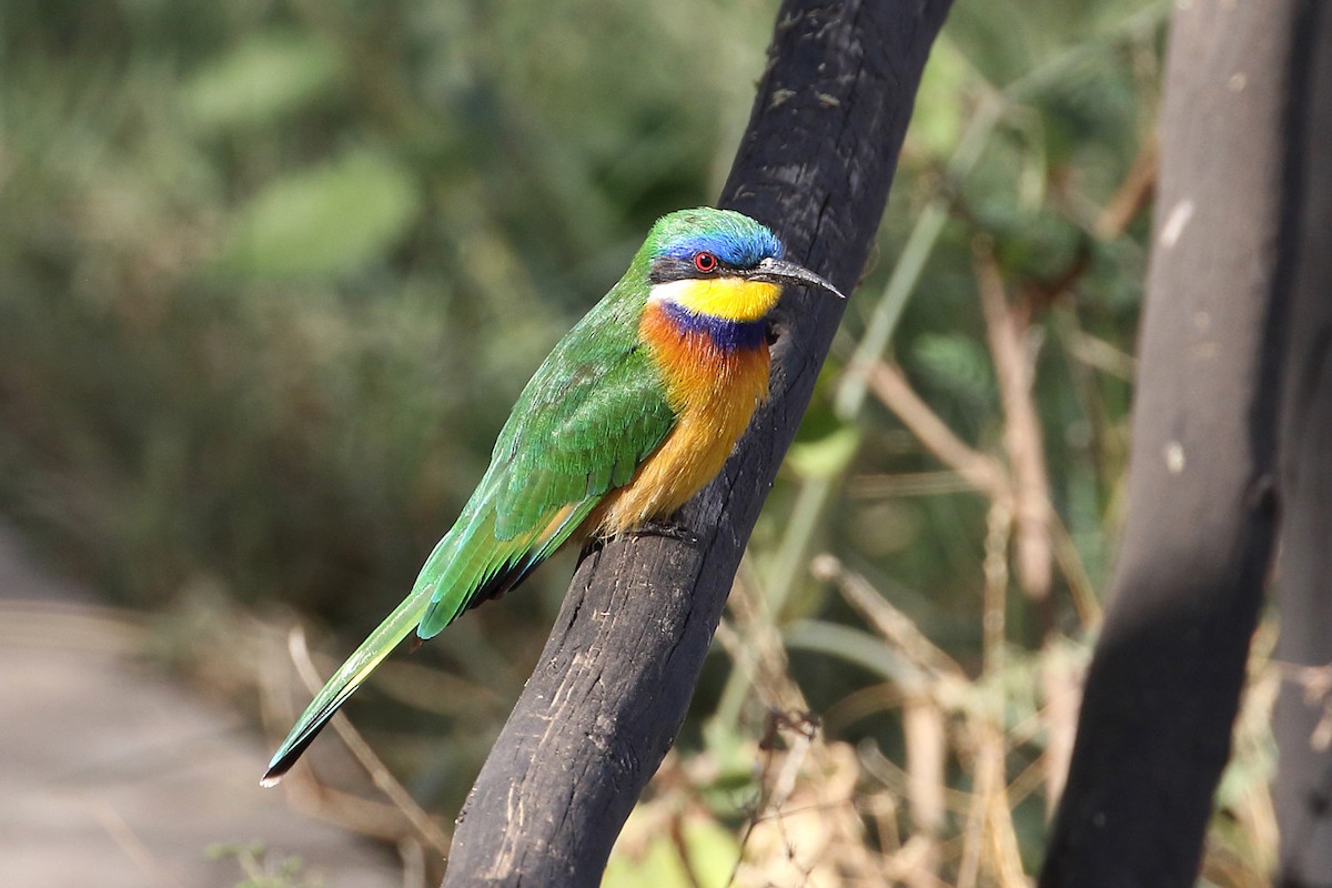 Ethiopian Bee-eater - ML204212041