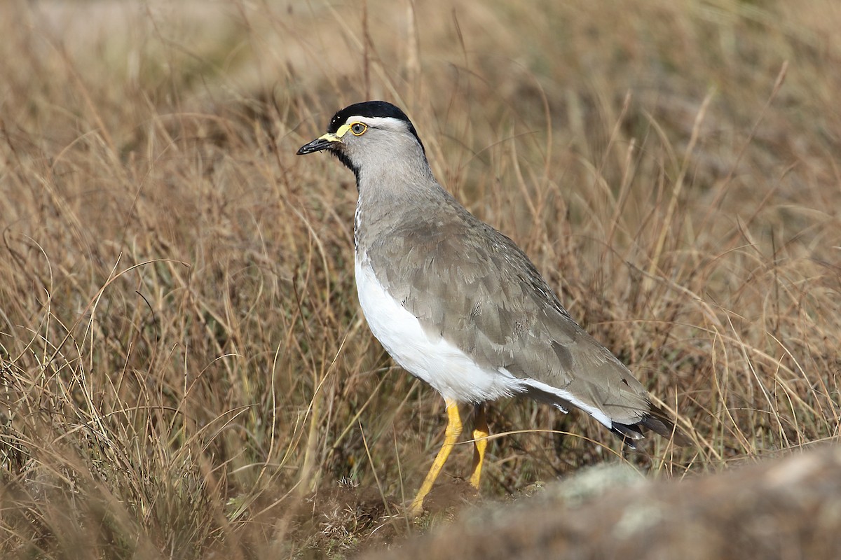 Spot-breasted Lapwing - ML204212241
