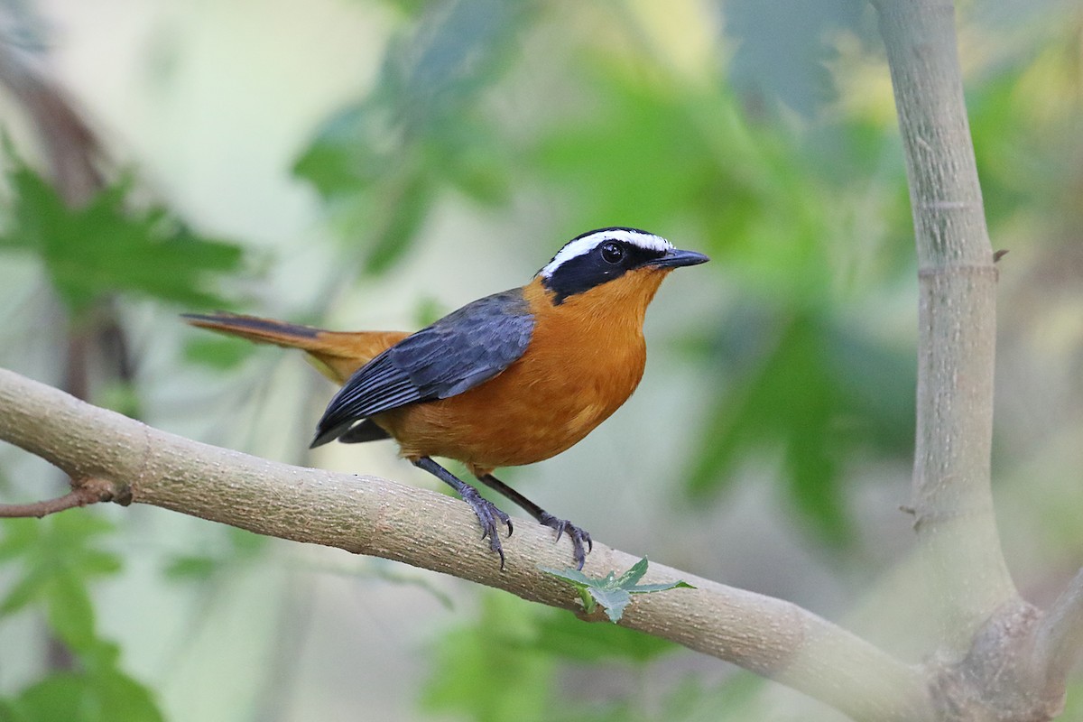 White-browed Robin-Chat - ML204212261