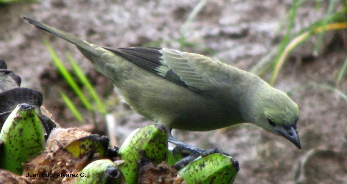 Palm Tanager - ML204212471