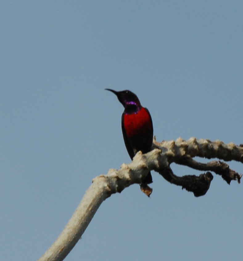Purple-throated Sunbird (Purple-throated) - Lorenzo Vinciguerra